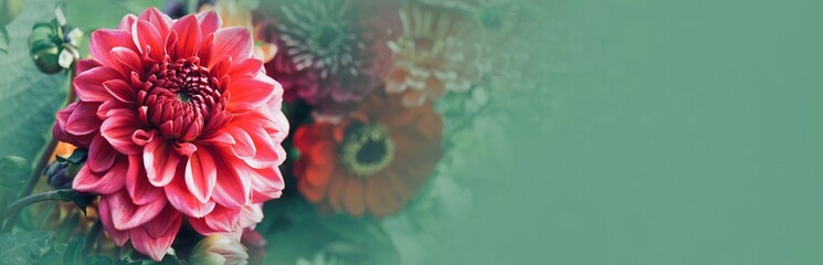 Wall Mural - Beautiful bouquet of dahlia flowers - Summer Autumn background banner, header, panorama with space - floral mothers day, birthday greeting card