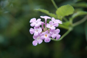 Poster - Close up of beautiful Trailing lantana flowers on a blurred background