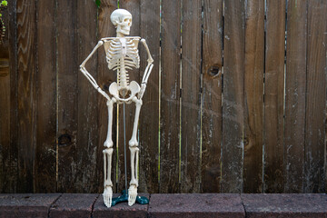 Artificial skeleton stands near a wooden fence