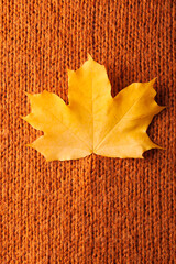 Wall Mural - Autumn concept. A yellow maple leaf is attached to a brown chunky knit sweater, close-up.