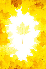 Wall Mural - Vertical frame of yellow fallen maple leaves. In the center is a white free space with one maple leaf.