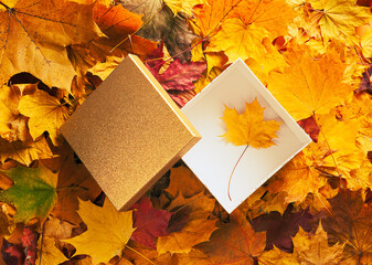 Wall Mural - Autumn concept - background of dry fallen autumn leaves with an open gift box in the middle. The box contains one maple leaf.