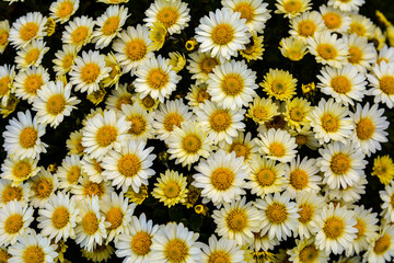 Canvas Print - Multicolored Chrysanthemums background.Colourful Pots of Chrysanthemums .