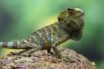 Sticker - Forest dragon lizard on wood, beautiful spike and skin lizard, animals close-up