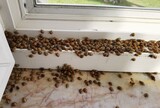 Fototapeta Konie - Harlequin asian ladybugs on window