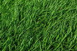 © Michael - Annual rye grass and spring oats combination as a garden cover crop.  They are used to slow erosion, improve soil health, enhance water availability, smother weeds, and control pests and diseases.