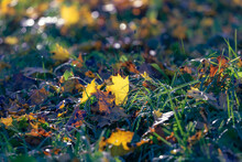 Maple Leaf On The Grass In Sunlight. Bright Yellow Leaves Background. Autumn Vivid Natural Wallpaper. Panoramic Forest Landscape. Fallen Autumn Leaves On Grass In The Morning Park