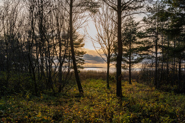 Wall Mural - sunset in the forest