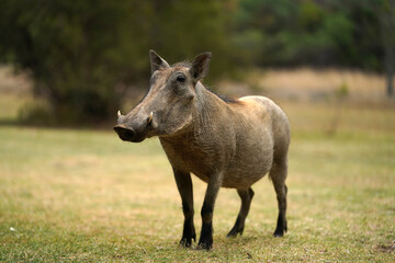 Wall Mural - Stunning warm photograph of a common warthog on its knees scrounging for food and foraging. Digging deep to get the roots. Taken at a low angle with soft light and shallow depth of field.