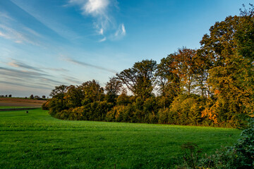 Wall Mural - Weg durch den herbstlichen Wald