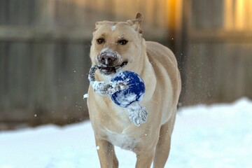 Sticker - Labrador Retriever (Canis lupus familiaris) running in the snow holding a blue toy