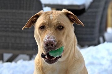 Wall Mural - Close up of a Labrador Retriever (Canis lupus familiaris) holding a ball with snow on its snout