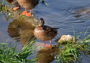 Wall Mural - A duck is standing on a stone that is under water