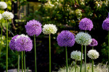 Purple And White Allium (ornamental Onion) Flowers In A Garden.
