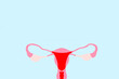 Sistema reproductivo femenino dibujado sobre un fondo celeste liso y aislado. Vista superior y de cerca. Copy space