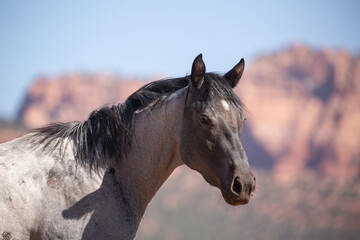 Naklejka na meble A grey horse turns it's head to look towards the camera. Red sandstone cliffs with green trees growing on the lower slopes and a blue sky provide the background.
