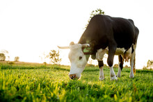 A Black-white Cow Grazes On A Pasture. Horned Domesticated Cattle. Agriculture. Home Farm