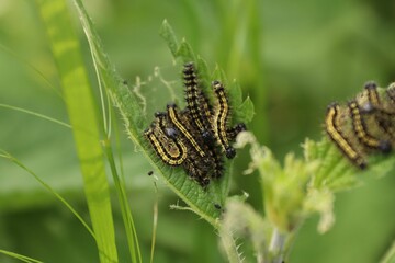 Wall Mural - Macro shot of caterpillars on young green leaf in a garden