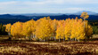 Photograph of Fall Colors in Flagstaff, Arizona.