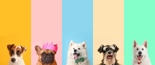 Set Of Many Different Dogs On Color Background