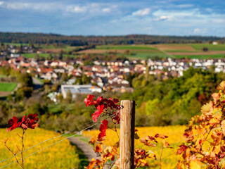 Poster - Herbstlich gefärbtes Weinlaub