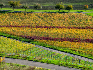 Poster - Herbstlich gefärbtes Weinlaub