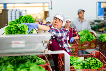 Wall Mural - Caucasian woman sorting fresh lettuce during work day in vegetable factory.