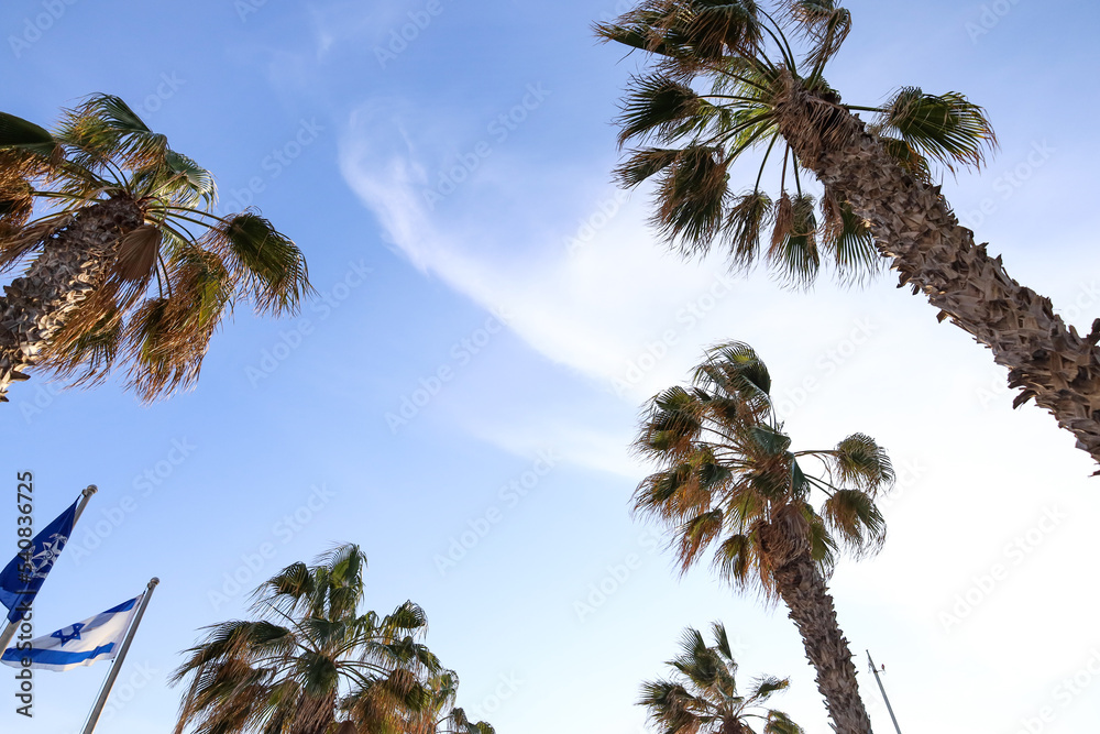 Palm trees and flags against sky background
