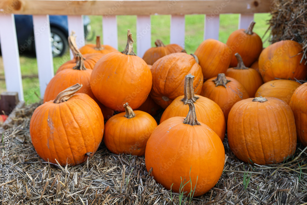 Orange pumpkins on grass at farm