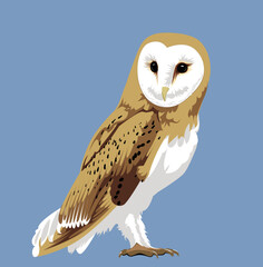 barn owl vector illustration bird wildlife north american animal