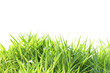 © niwat - Grass isolated on white background