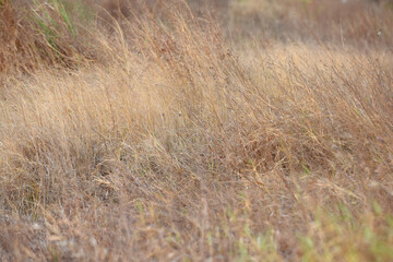 Wall Mural - details of dry grass in the dry season