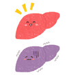 © hachi - 手描きの健康な肝臓と不健康な肝臓のセット　PNG