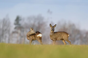 Poster - two doe stand on the horizon. Capreolus capreolus. Wildlife scene from european nature. 