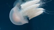 Catostylus tagi is a species of jellyfish from warmer parts of the East Atlantic Ocean and since the 2000s also found in the Mediterranean Sea