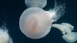 Catostylus tagi is a species of jellyfish from warmer parts of the East Atlantic Ocean