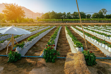 Wall Mural - Valves drip irrigation system in organic strawberry farm. Watering plants system in garden. Sprinkler watering valve for watering young strawberry tree to freshness and growth. Agriculture Technology.