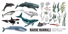 Ocean Marine Animals And Seaweed, Colored Sketch Vector Illustration Isolated On White Background.