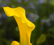 A Dandelion Yellow Calla Lily