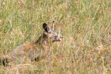 Sticker - Bat-eared fox lying down on the grass savanna