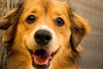 Sticker - Portrait of a cute Kokoni puppy looking into the camera