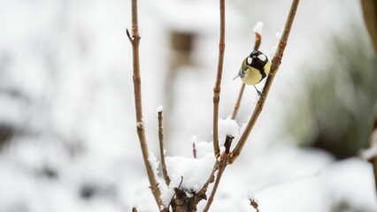 Poster - Coal tit resting on a tree covered in snow on a cold winter afternoon