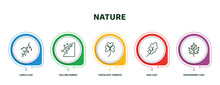 Editable Thin Line Icons With Infographic Template. Infographic For Nature Concept. Included Larch Leaf, Falling Debris, Trifoliate Ternate, Oak Leaf, Gooseberry Leaf Icons.