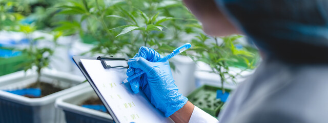 female scientist working for alternative plant medicals research ganja leaf of cannabis plant in medicine laboratory, woman doctor having science oil test with natural hemp for health wild herbal drug