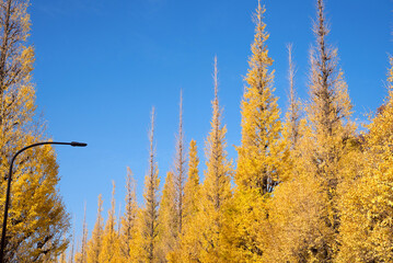 Wall Mural - 秋の銀杏並木と青空　コピースペース　Row of yellow ginkgo trees in autumn against blue sky