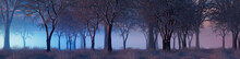 Winter Woodland With Snow Covered Trees In A Blue And Purple Fog. Seasonal Banner.