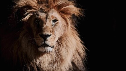 portrait of a beautiful lion, lion in dark. slow motion video