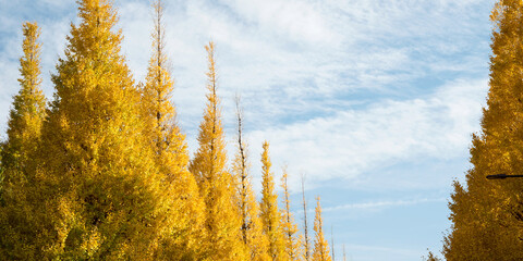 Wall Mural - 東京・神宮外苑　秋の銀杏並木　コピースペース　Row of yellow ginkgo trees in autumn with copy space
