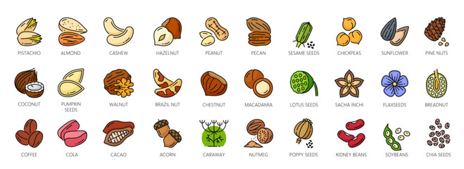 Wall Mural - Nuts outline color icons, walnut, almond and cashew seeds, vector peanut and hazelnut. Nuts linear icons of pistachio, macadamia and pecan, food snack coconut, brazil nut and beans or sesame seeds