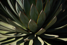 Agave Cactus. Cactus Backdround, Cacti Design Or Cactaceae Pattern.